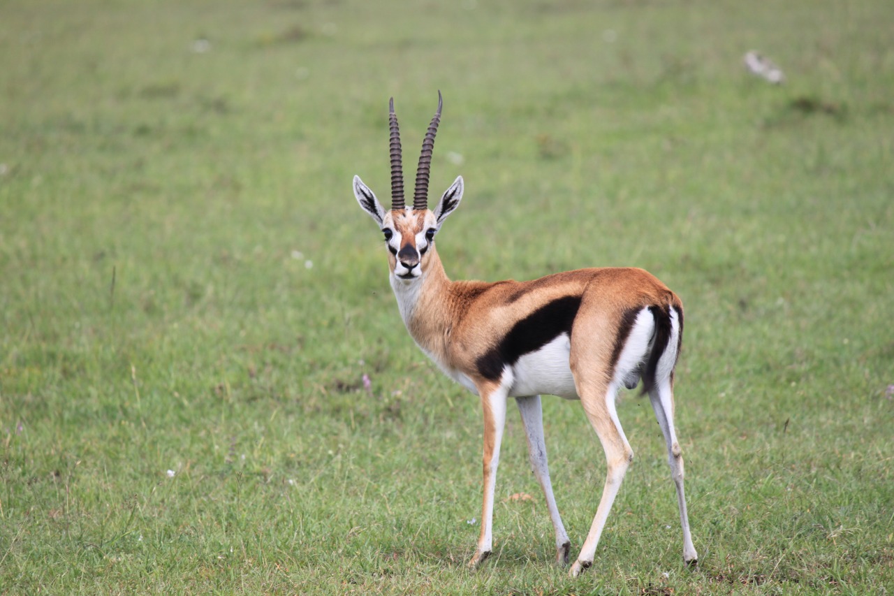 大満足のゲームドライブ Masai Mara てくりこ 夫婦世界一周ブログ