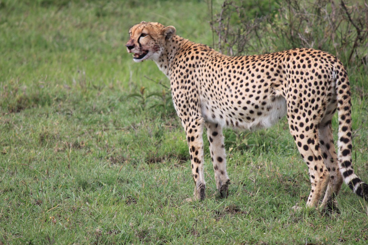 大満足のゲームドライブ Masai Mara てくりこ 夫婦世界一周ブログ